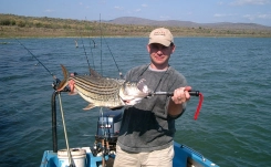 Spin a tiger Spin a tiger