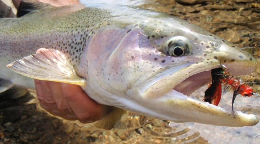 River rainbow River rainbow