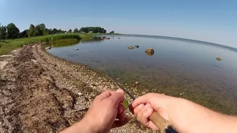 Video thumb for Fly Fishing for Grey Mullet