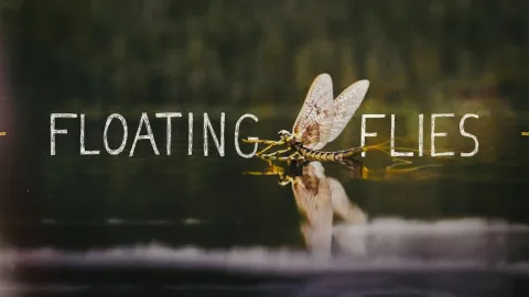 Video thumb for Floating Flies