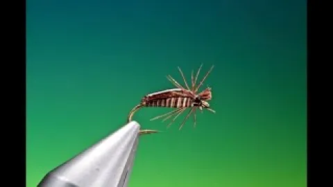 Video thumb for Water Bug Corixa