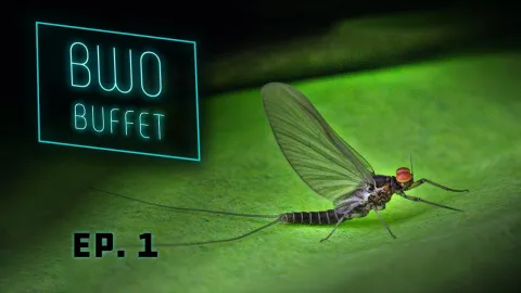 Video thumb for BWO Buffet