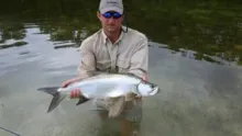 Video thumb for Baby Tarpon