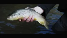 Video thumb for Patagonia Trout