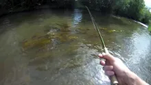 Video thumb for Brown Trout on Streamers