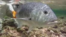 Video thumb for GT, Permit, and Bluefin Trevally in the Seychelles 