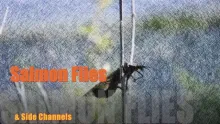 Video thumb for Salmon Flies and Side Channels