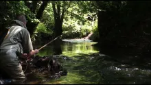 Video thumb for Overgrown III - Fly Fishing for Wild Brown Trout on an English Stream