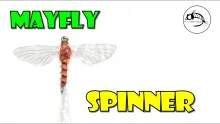 Video thumb for Rusty Mayfly Spinner by Fly Fish Food
