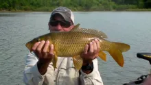 Video thumb for Carp in the surface