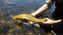 Video thumb for Flyfishing slow and fast water