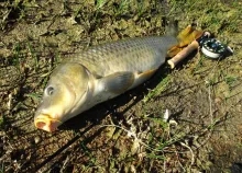 User submitted picture: Bugle Boy