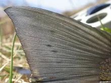 User submitted picture: Tail and LightSpeed