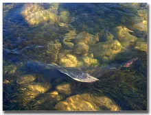 User submitted picture: San River, southeast Pola...