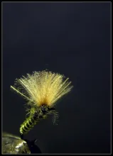 User submitted picture: kiro!