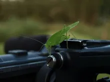 User submitted picture: Great Green Bush-Cricket ...