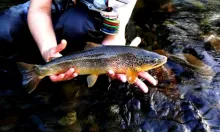 User submitted picture: Wild brown trout