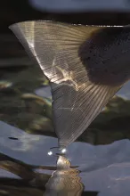 User submitted picture: A sea trout's tail