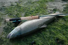 User submitted picture: The result of a nice spri...