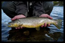 User submitted picture: Nice trout from Norway