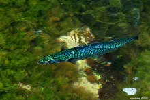 User submitted picture: Mackerel...Isle Smola, No...