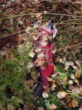 User submitted picture: End of the run- After 100...