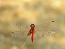 User submitted picture: Menu for the black-bass!