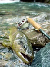 User submitted picture: A beautifull and absolute...