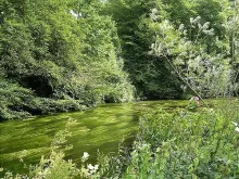 User submitted picture: Green, green, green, ...