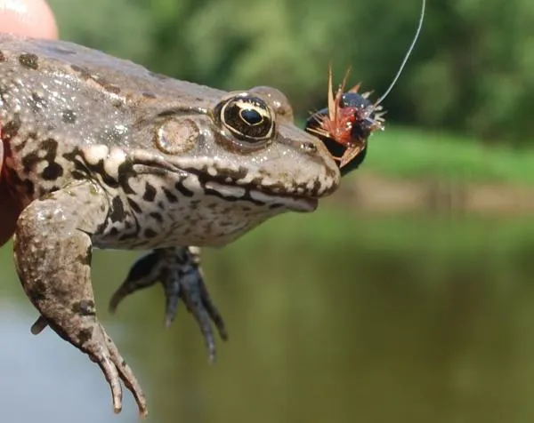 User submitted picture: Frog n fly