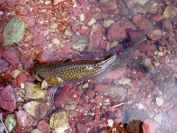User submitted picture: Brook trout on the rocks.