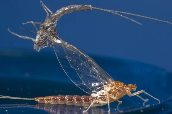 User submitted picture: Stuck in the shuck!