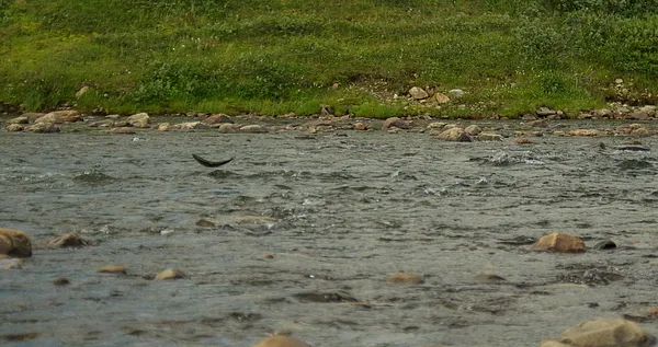 User submitted picture: Salmon jump