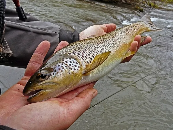 User submitted picture: Brown Trout.