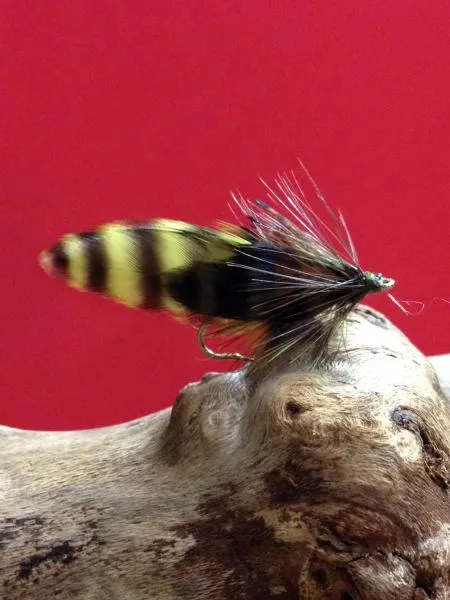 User submitted picture: This is a photo of a fly ...