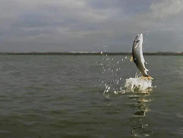 User submitted picture: Seatrout. inspired by M j...